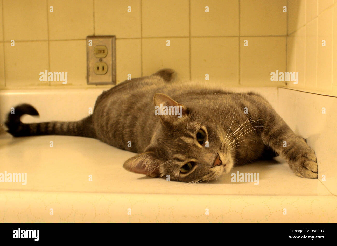 cat's tailページ Cat Active Wild Tails | KONG Company