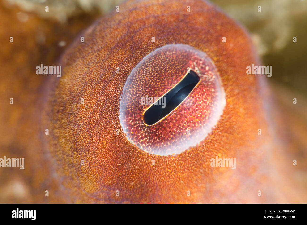 A macro shot of an octopus eyeball Stock Photo