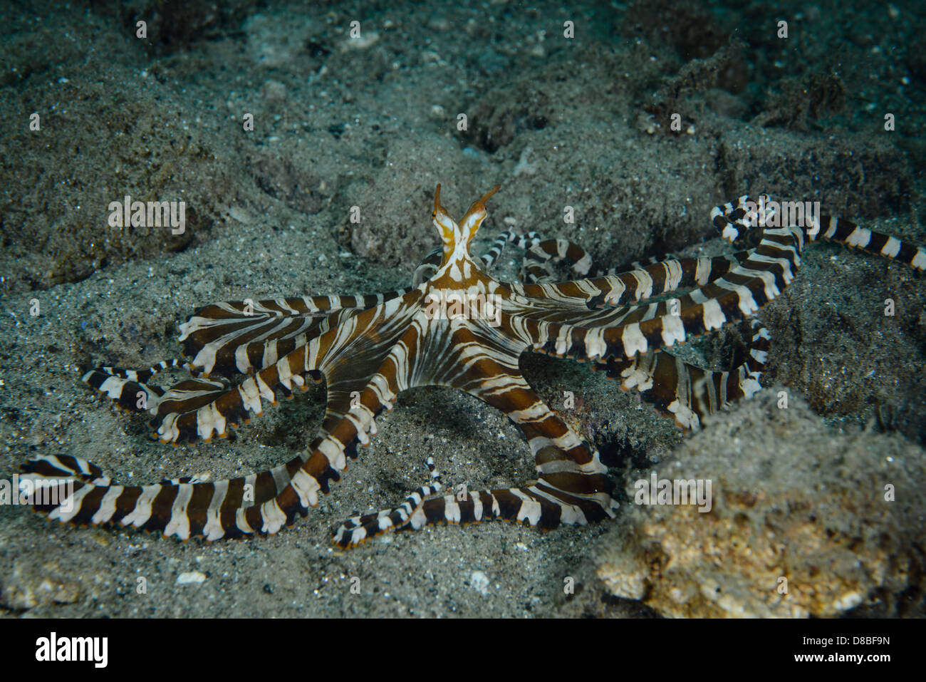 This octopus is called Wonderpus ( Wunderpus photogenicus ) from the family of the cephalopods moves around in search of food Stock Photo - Alamy This octopus is called Wonderpus ( Wunderpus photogenicus ) from the family of the cephalopods moves around in search of food Stock Photo - Alamy