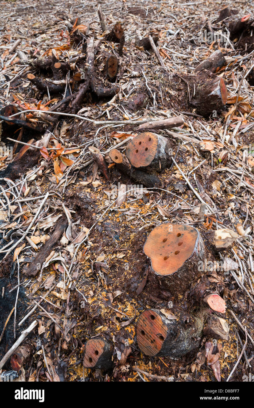 Chainsaw forestry invasive management control species stump weedkiller