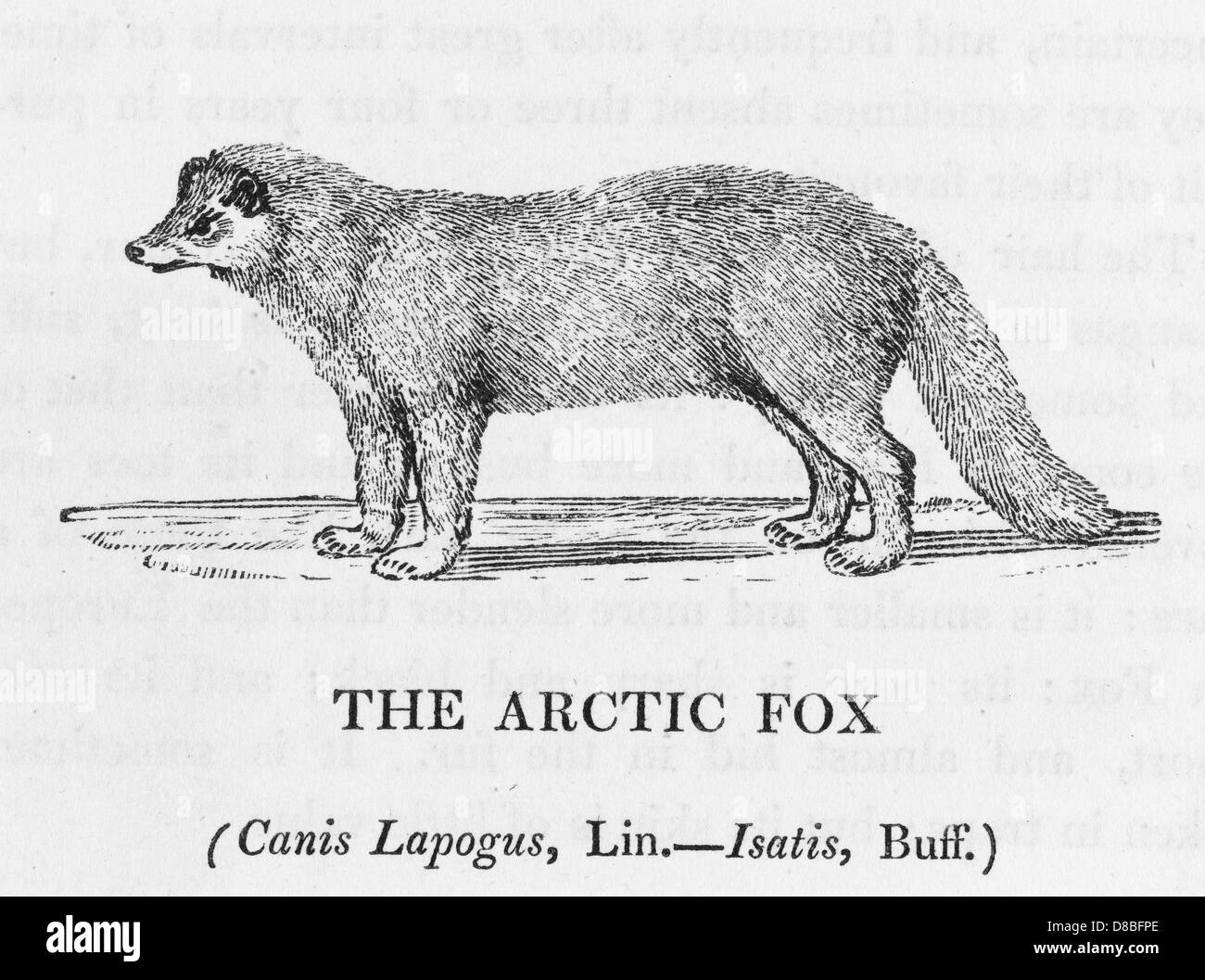 How to draw arctic fox in stages How to draw fox in pencil in stages How to draw arctic fox in stages How to draw fox in pencil in stages