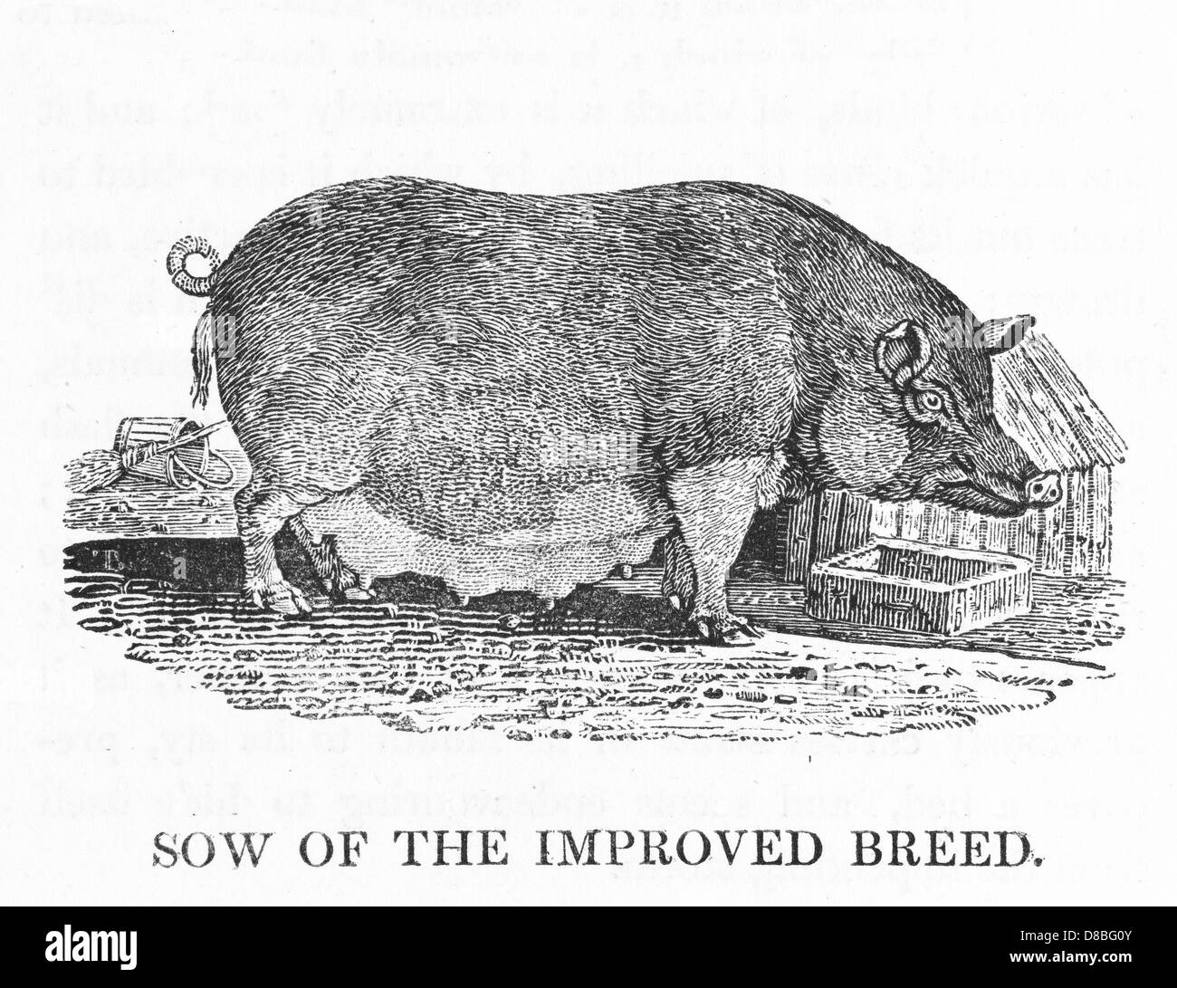 IMPROVED SOW (BEWICK) Stock Photo