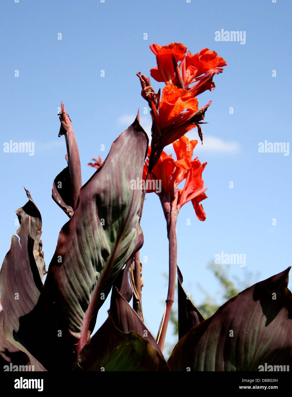 king humbert canna lilies. Stock Photo