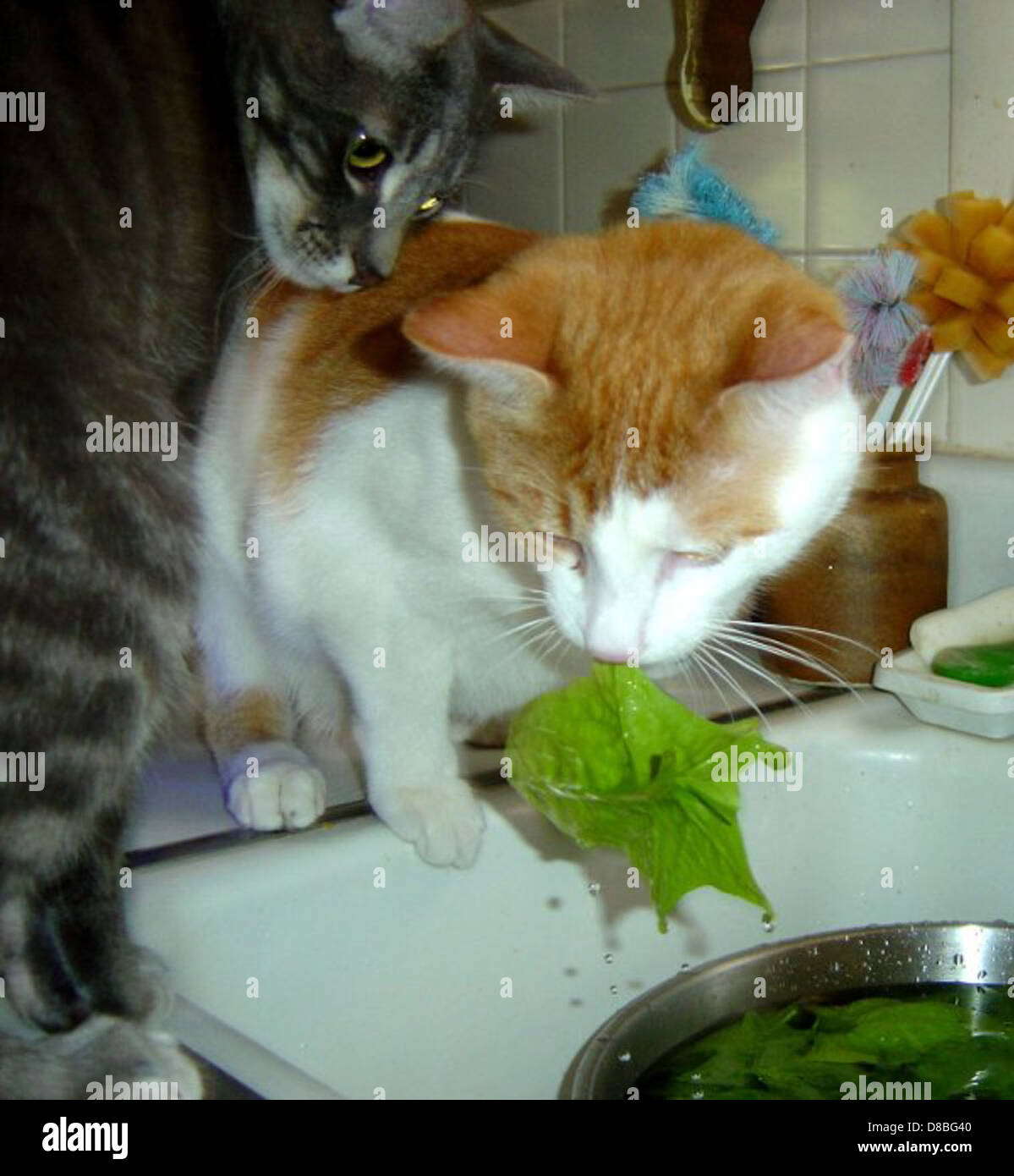 Kittens Eating Pineapple Mashed Potatoes photo