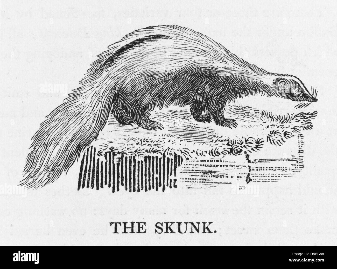 BEWICK / SKUNK Stock Photo - Alamy