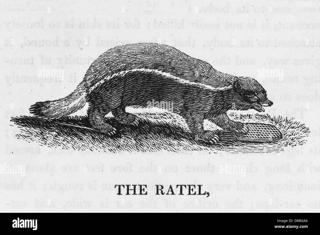 Honey Badger Bewick engraving Stock Photo Alamy