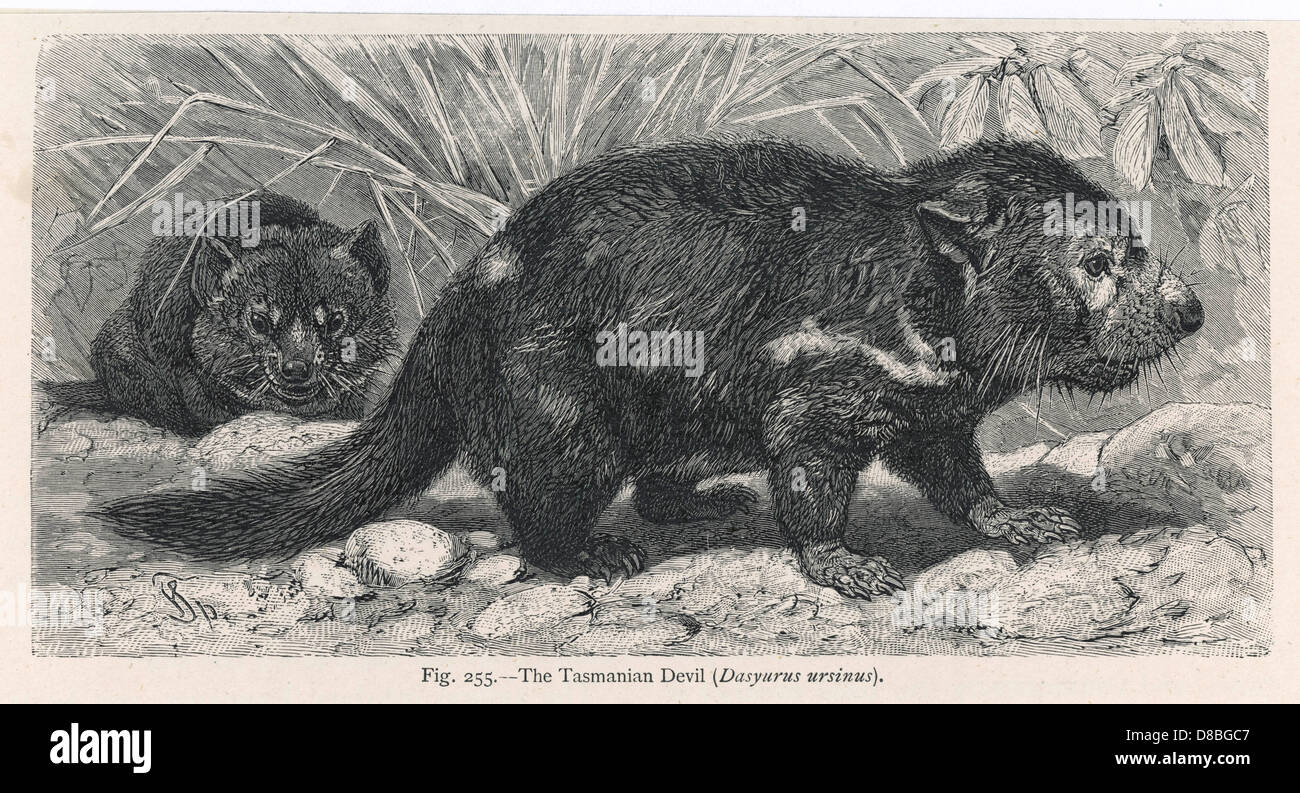 TASMANIAN DEVIL Stock Photo