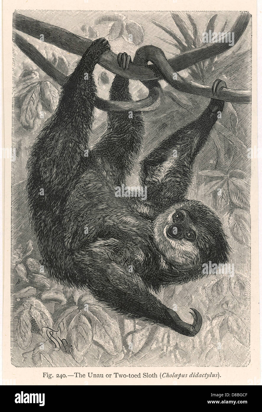 TWO-TOED SLOTH Stock Photo