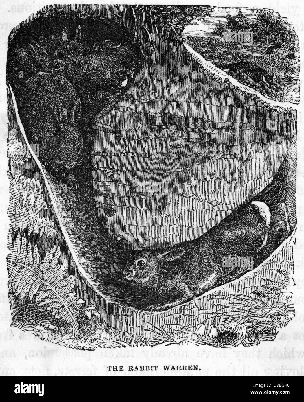 RABBIT IN WARREN Stock Photo Alamy