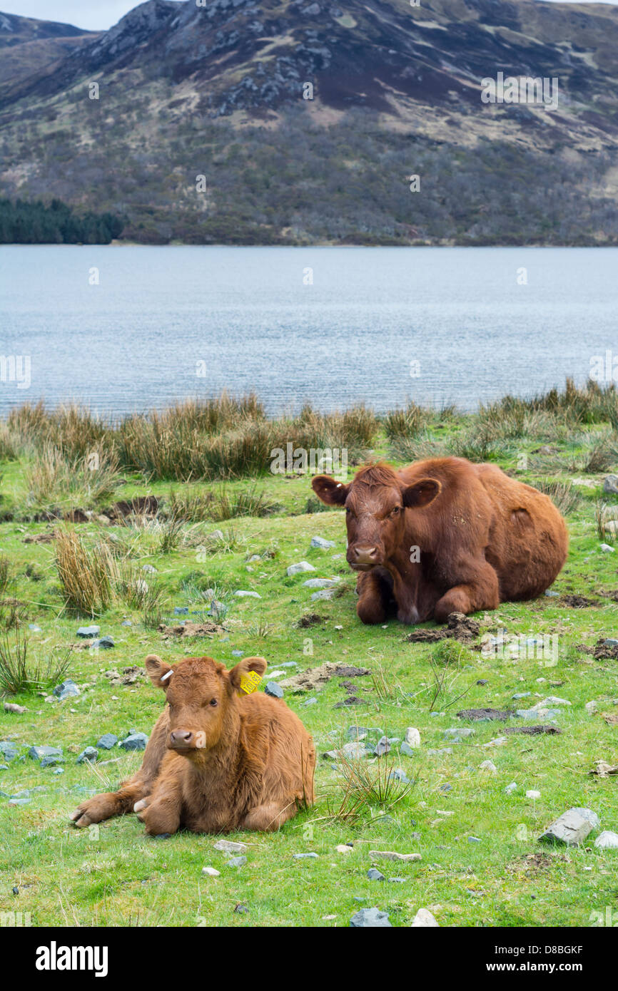 Beef cattle, mother and Calf beside Loch Ba on the Benmore estate, Isle of Mull, Scotland Stock Photo