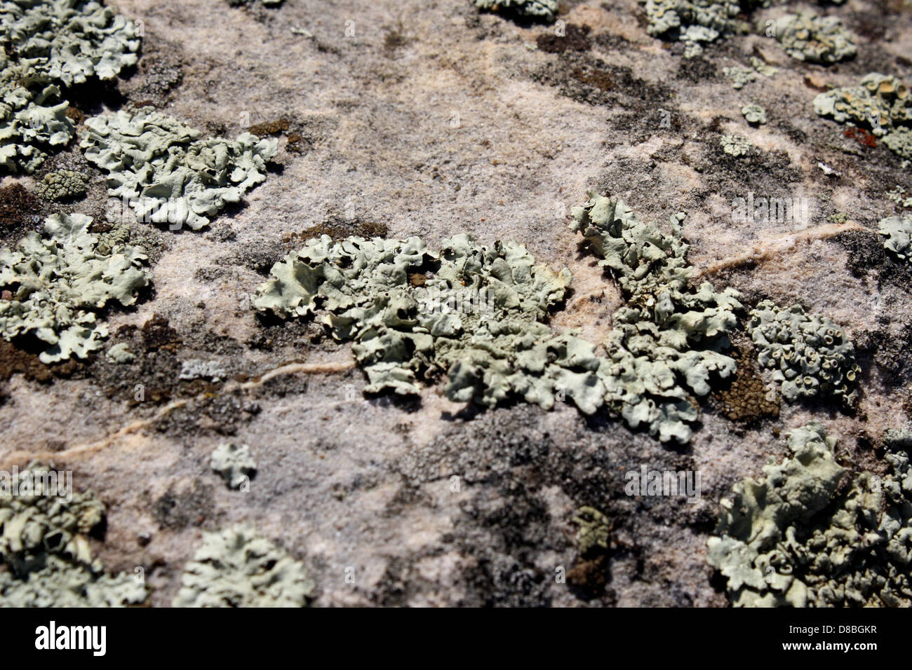 The image shows light green lichen growing on a rocky surface. Lichens ...