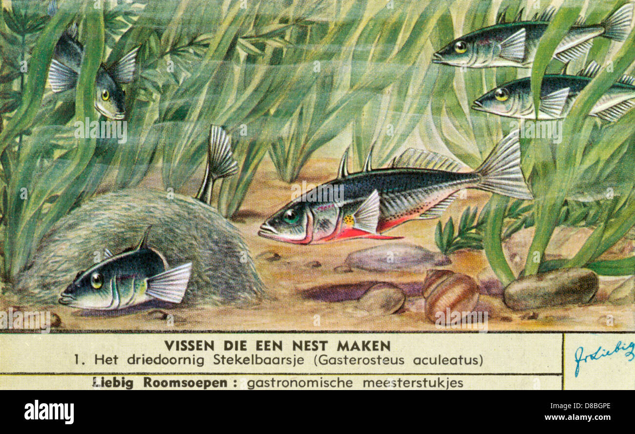 NESTMAKING FISH 1 Stock Photo Alamy