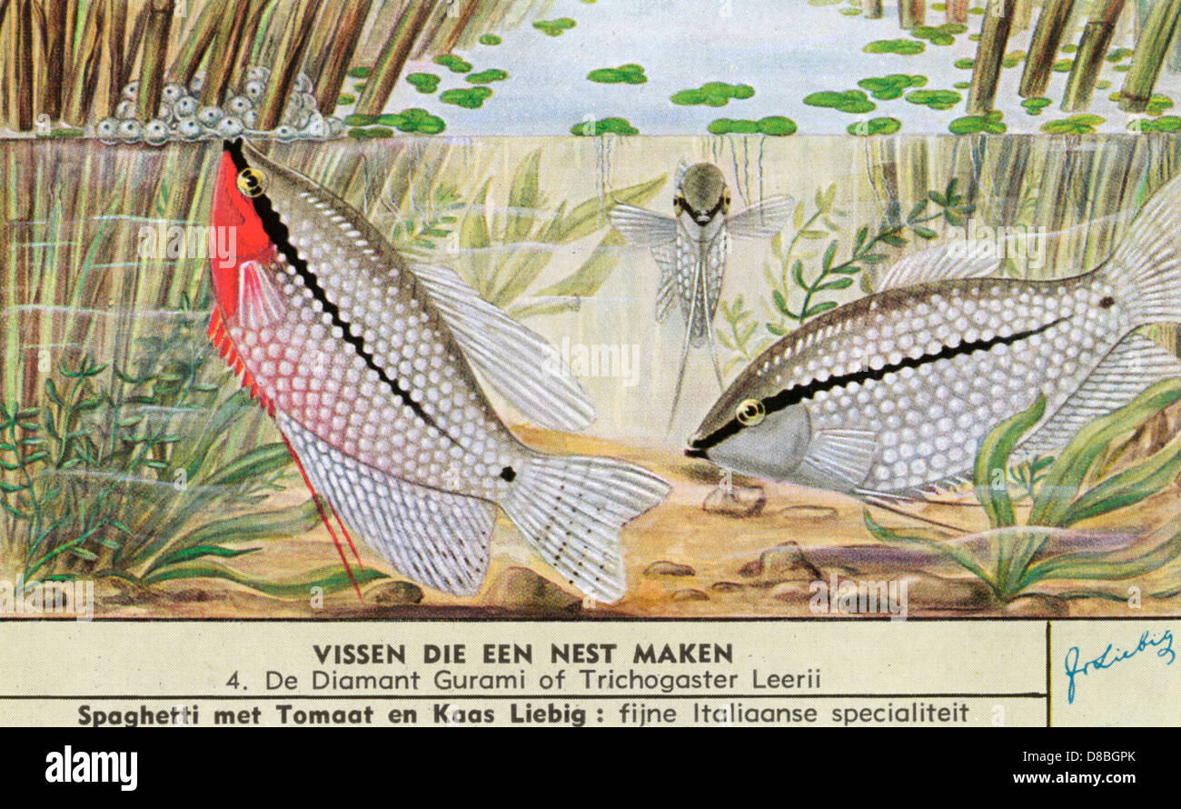 NESTMAKING FISH 4 Stock Photo Alamy