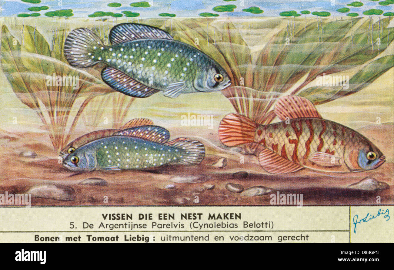 NESTMAKING FISH 5 Stock Photo Alamy