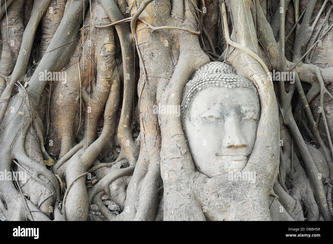 Head of sandstone Buddha in tree root at Wat Mahathat Temple, Ayutthaya, Thailand Stock Photo