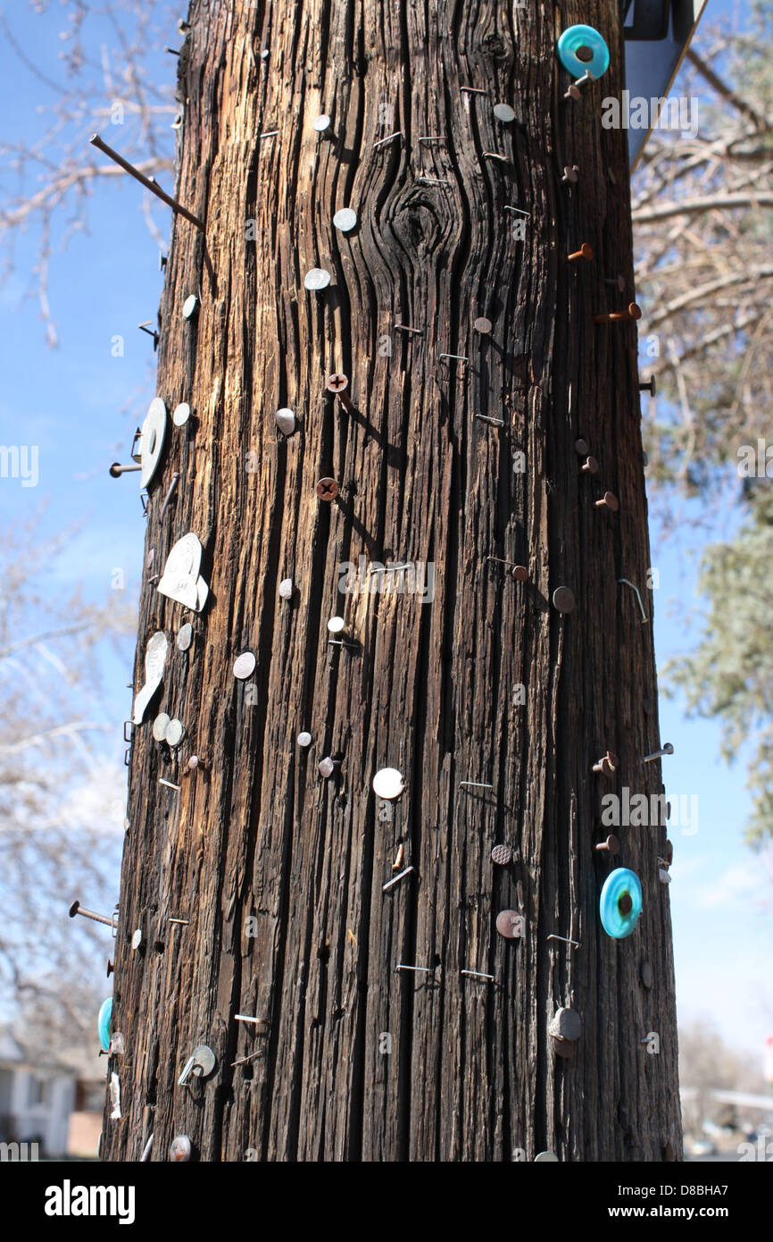 nails and screws sticking out of telephone pole Stock Photo Alamy