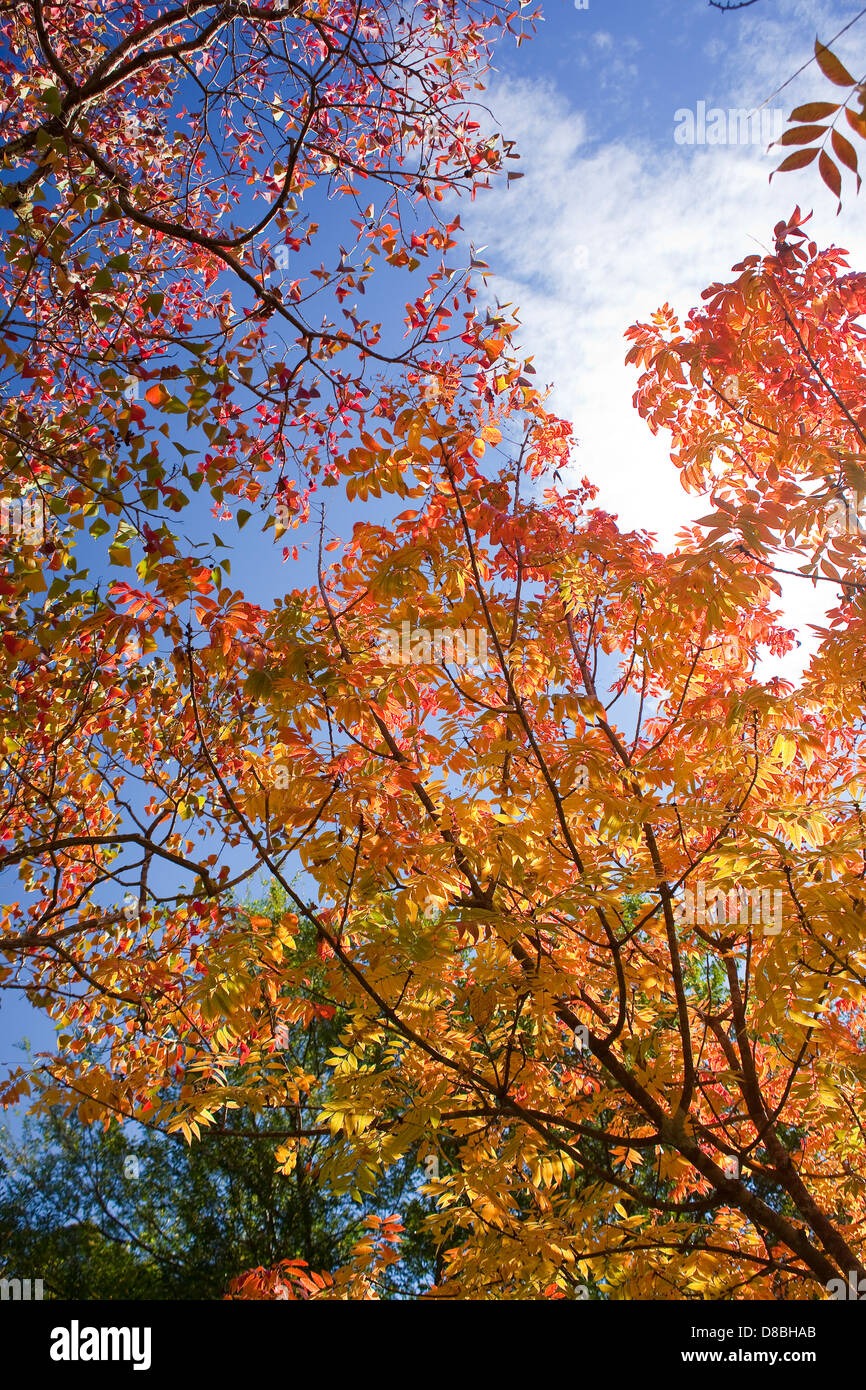 Brightly coloured Autumn leaves against a blue sky. Stock Photo