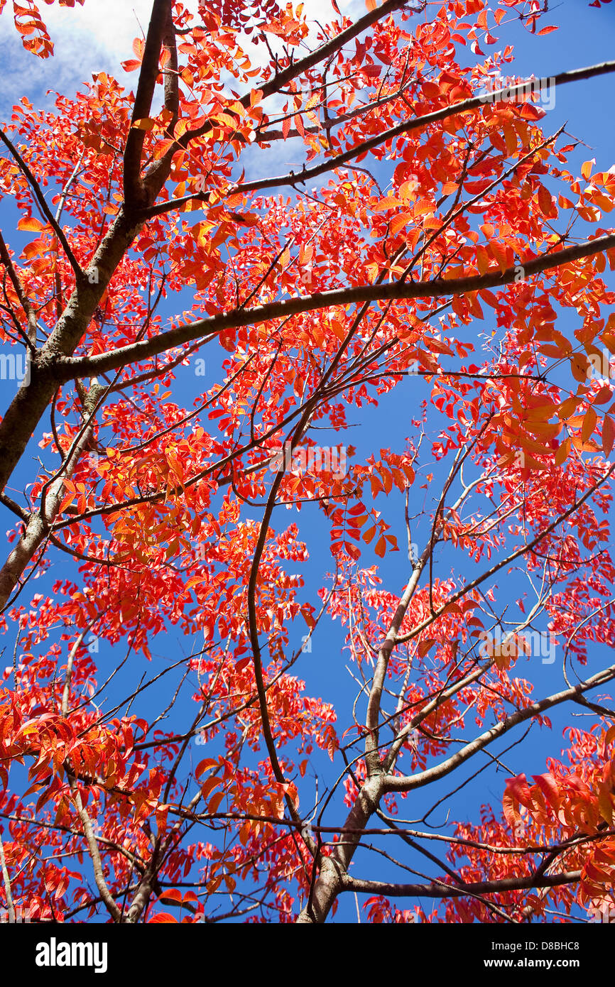 Brightly coloured Autumn leaves against a blue sky. Stock Photo