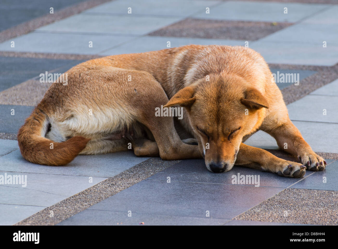 Dog Sleeping On Pedestrian Stock Photo Alamy
