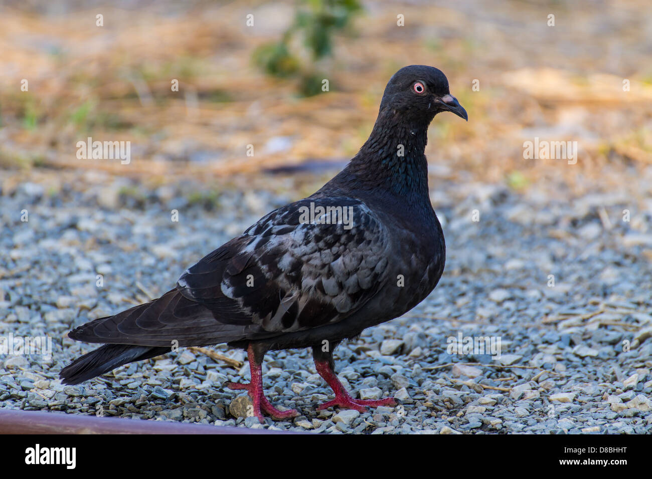 pigeon walking Stock Photo