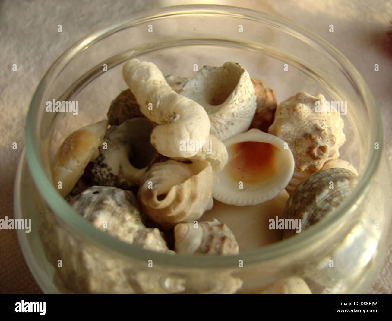 Various seashells showcases hi-res stock photography and images - Alamy