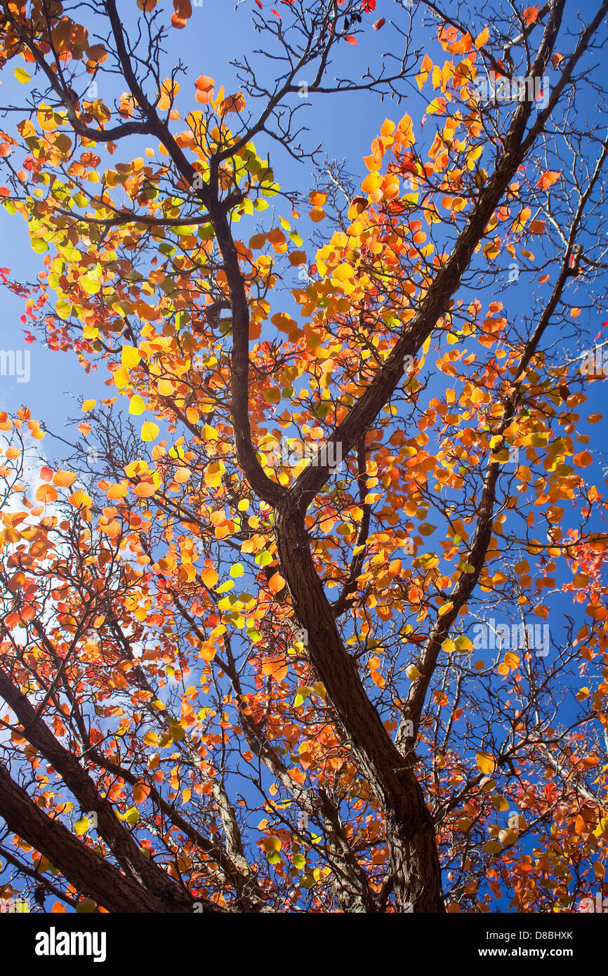 Brightly coloured Autumn leaves against a blue sky. Stock Photo