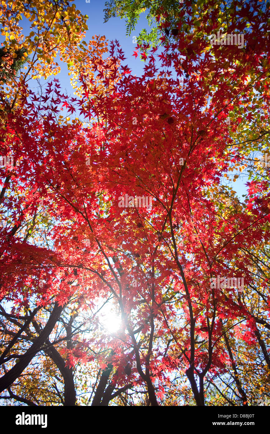Brightly coloured Autumn leaves against a blue sky. Stock Photo