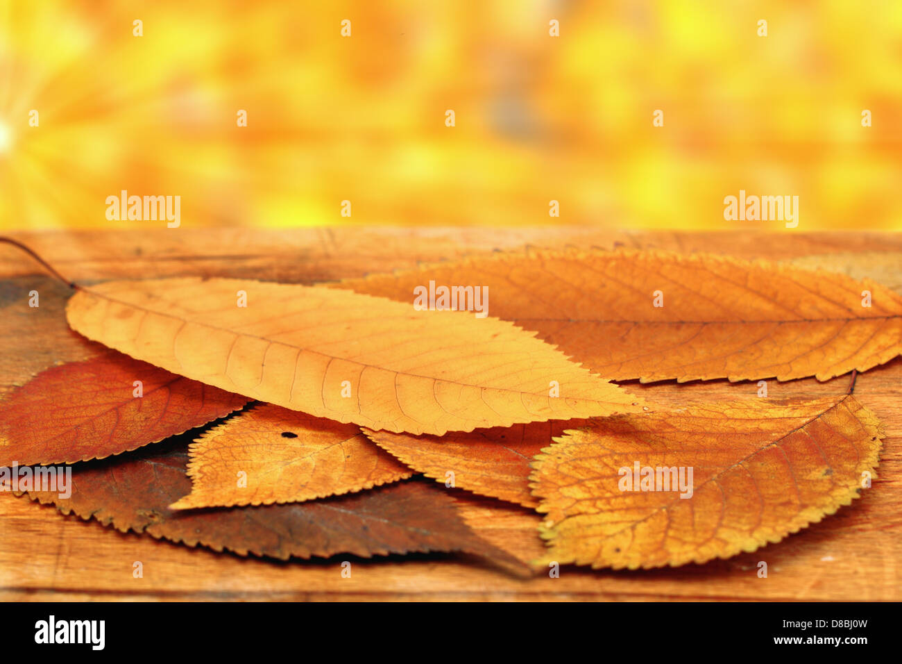 golden cherry leaves on an outside table in beautiful autumn setting Stock Photo