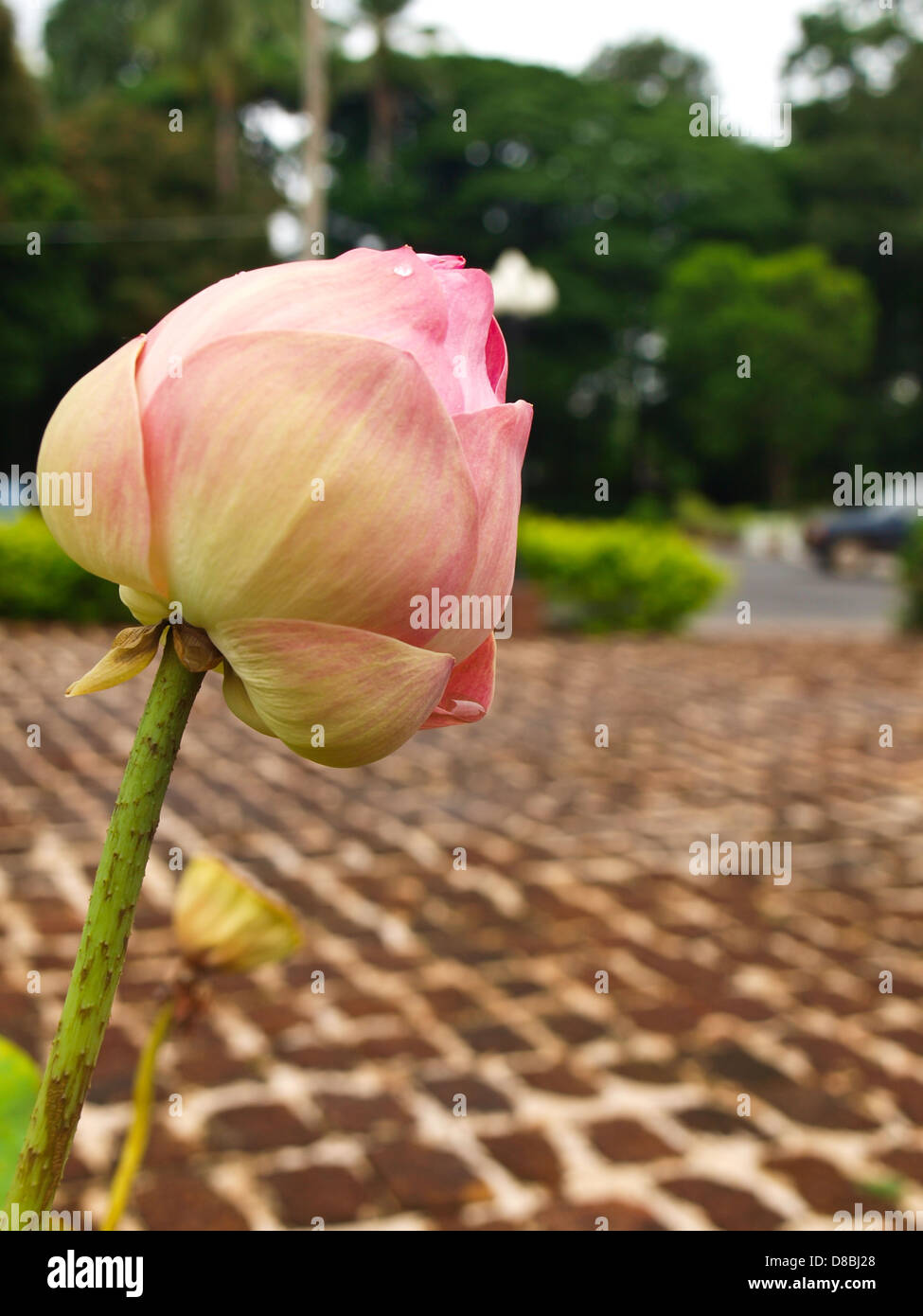 A pink lotus flower bud in nature Stock Photo