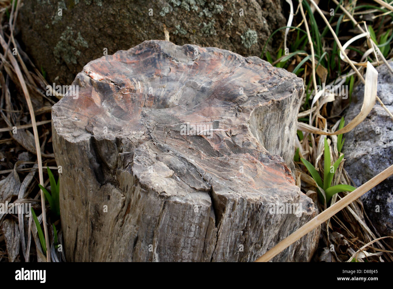 petrified wood in rock garden Stock Photo Alamy