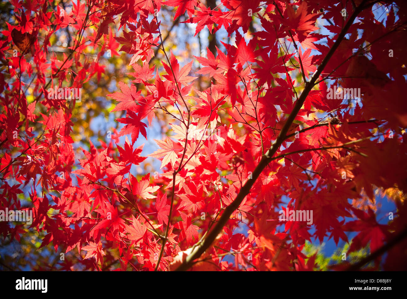 Brightly coloured Autumn leaves against a blue sky Stock Photo - Alamy