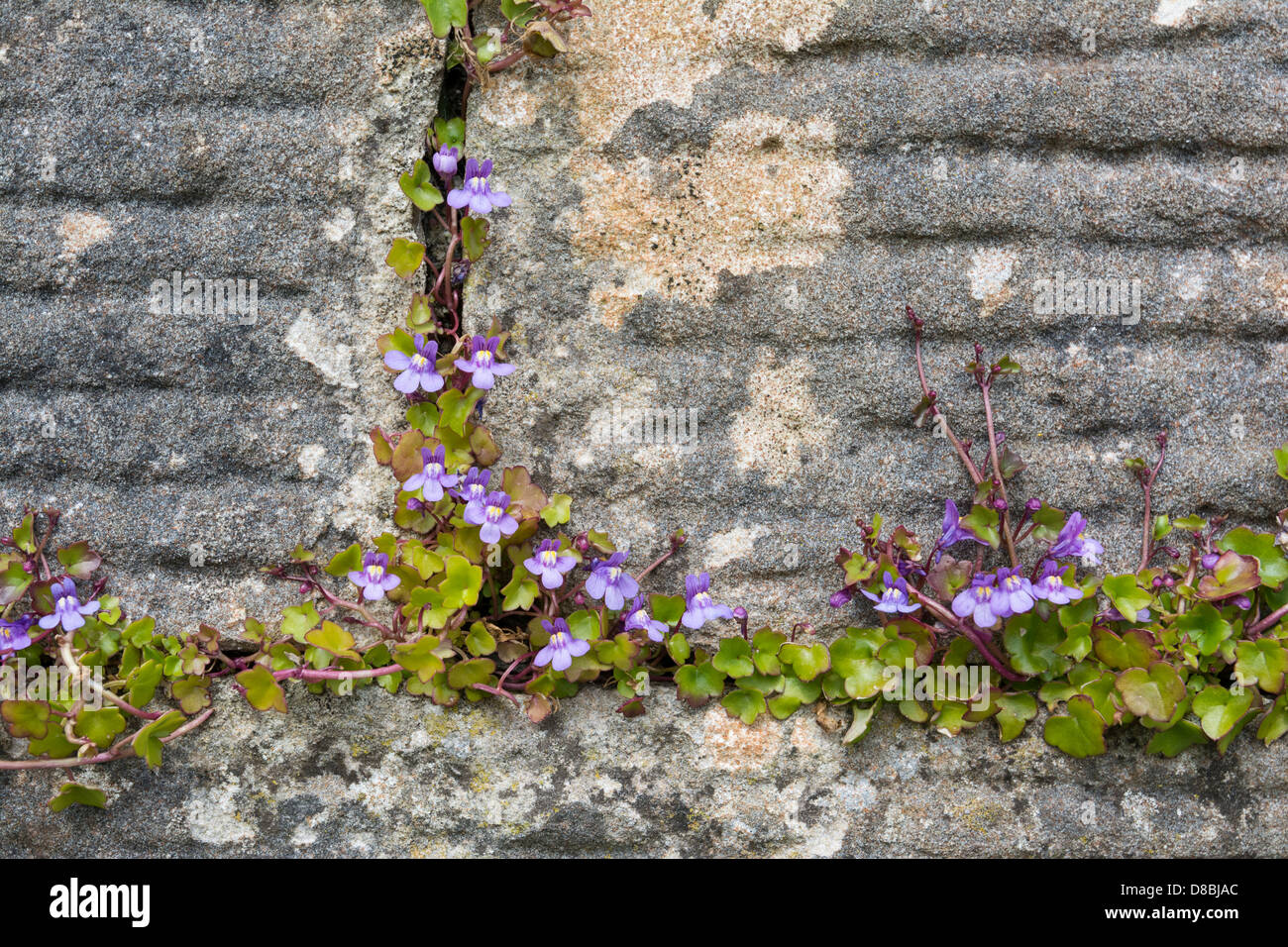 Ivy-leaved Toadflax (Cymbalaria muralis) growing in granite wall, Iona, Inner Hebrides Stock Photo
