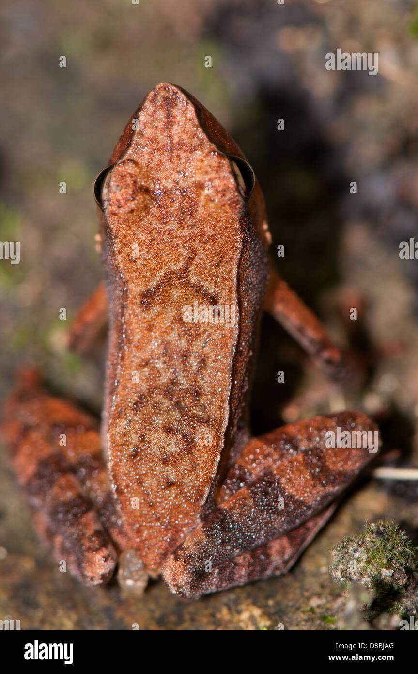 Bronzed frog, Hylarana temporalis,  peppara wildlife sanctuary kerala, western ghats India Stock Photo