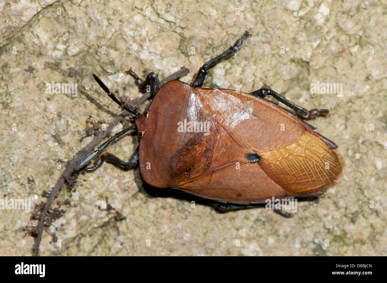 Giant water bug, Lethocerus americanus Stock Photo