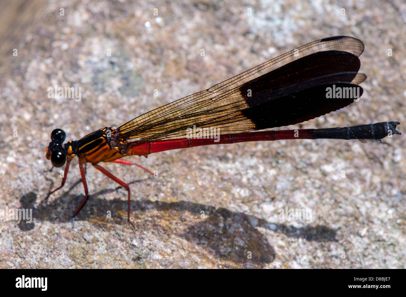 Adult red damselfly, side view Stock Photo