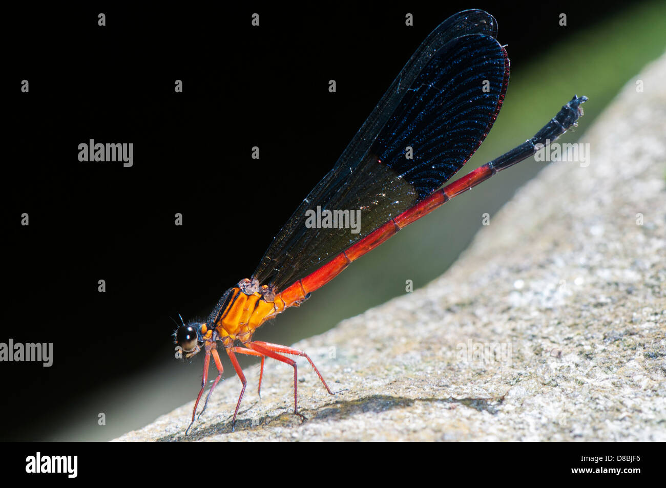 Large red damselfly adult, side view Stock Photo