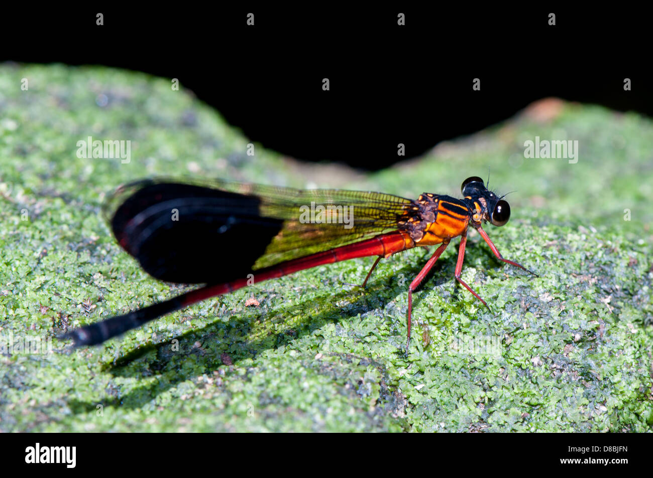 Large red damselfly adult, side view Stock Photo
