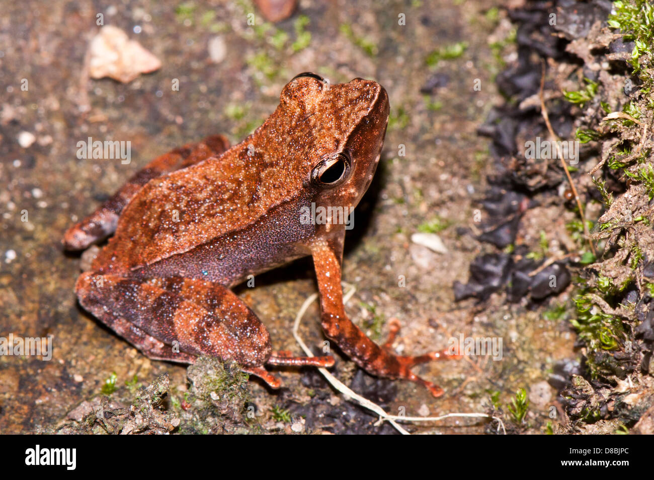 Bronzed frog, Hylarana temporalis,  peppara wildlife sanctuary kerala, western ghats India Stock Photo