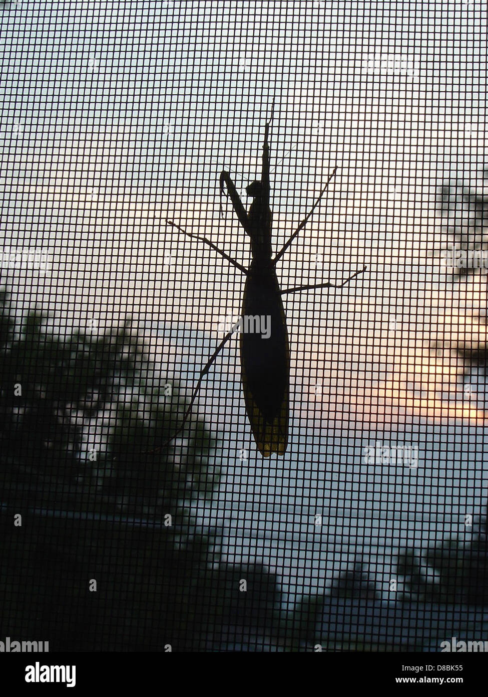 Mantis Behind Computer A preying mantis clings to a window screen during dusk, blending into ...