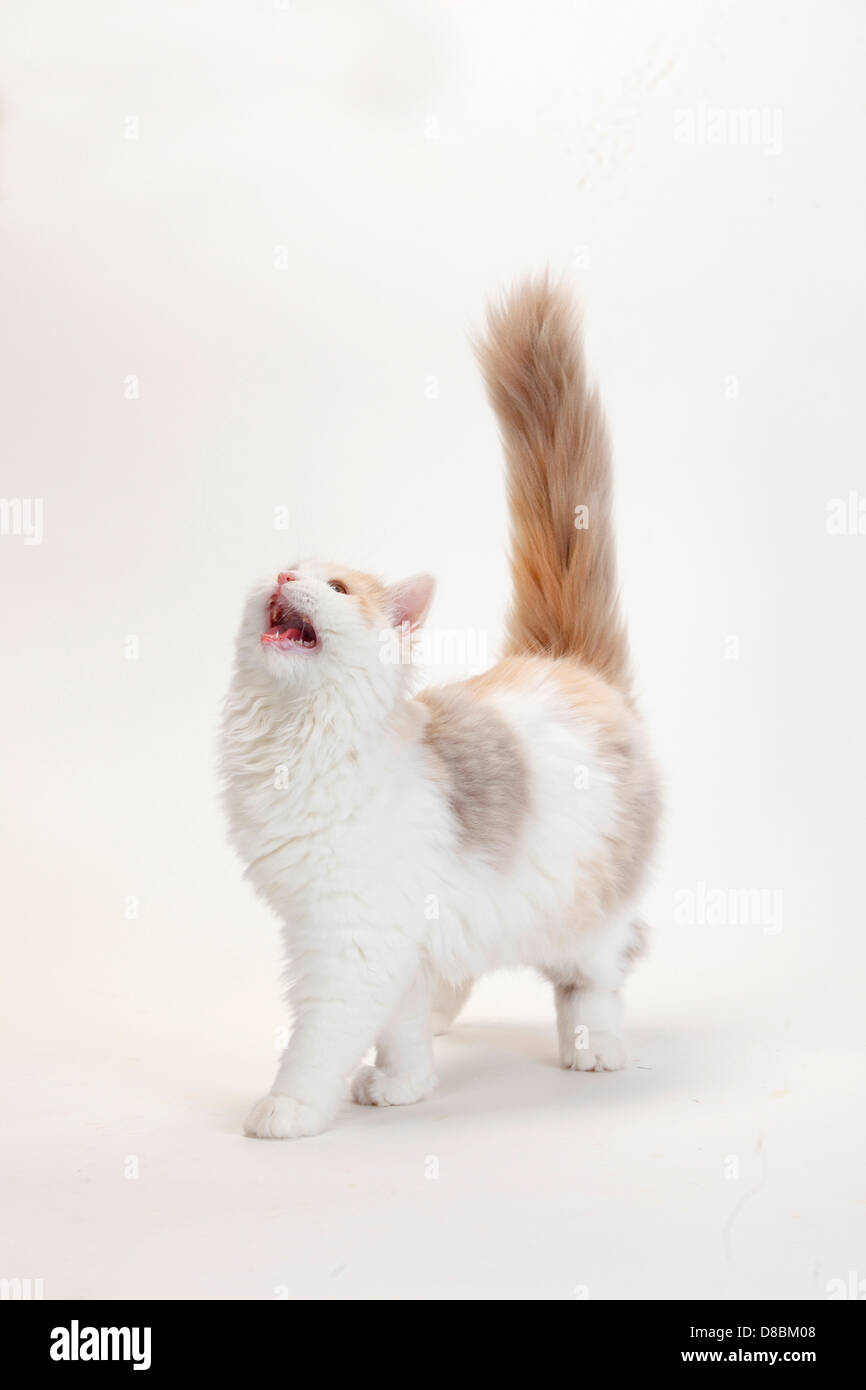British Longhair Cat, kitten, lilac-tortie-white, 4 months / Highlander, Lowlander, Britanica Stock Photo