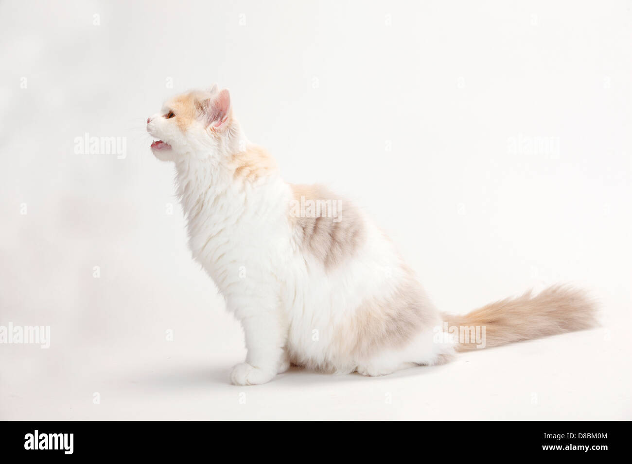 British Longhair Cat, kitten, lilac-tortie-white, 4 months / Highlander, Lowlander, Britanica Stock Photo