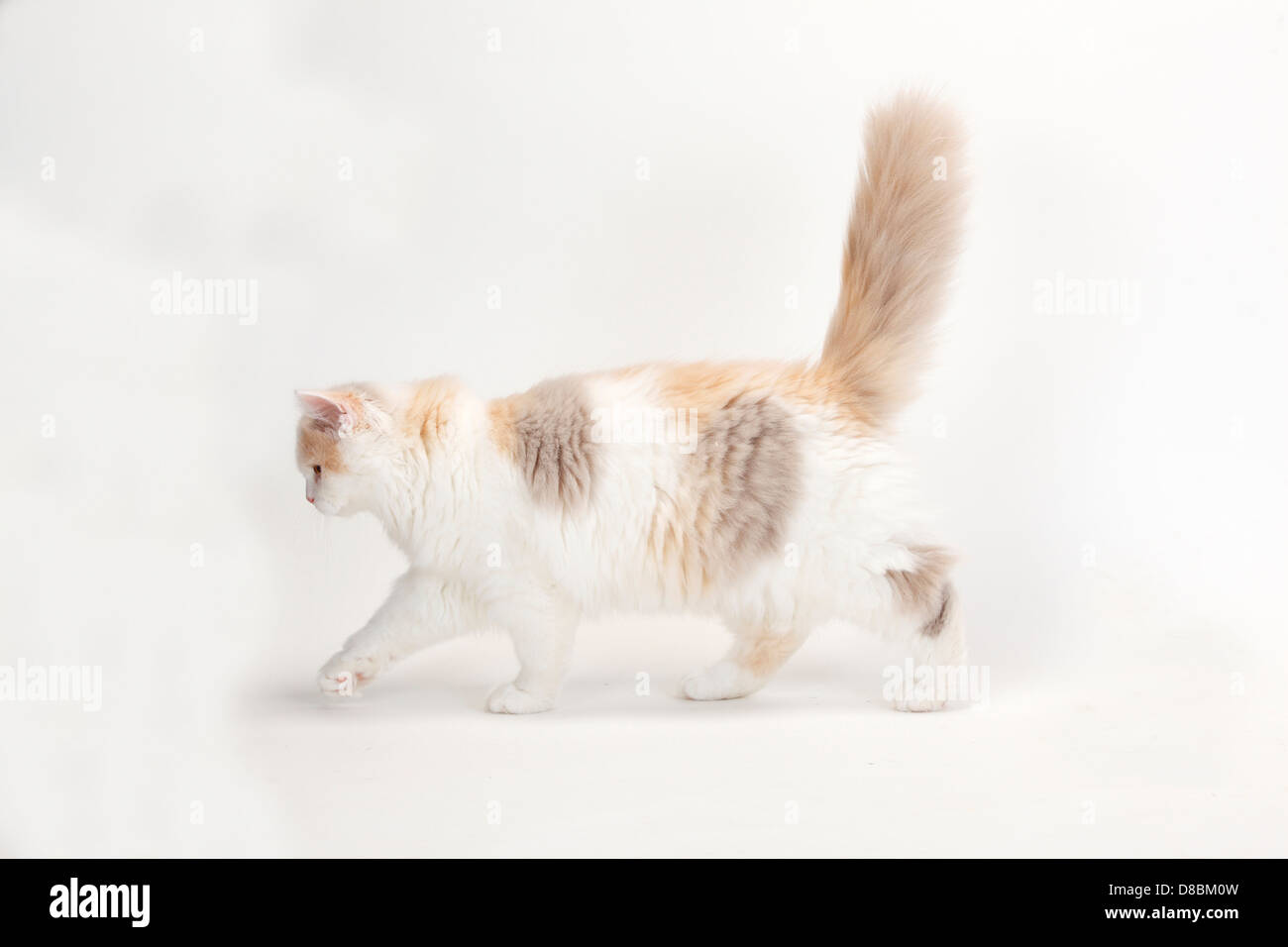 British Longhair Cat, kitten, lilac-tortie-white, 4 months / Highlander, Lowlander, Britanica Stock Photo