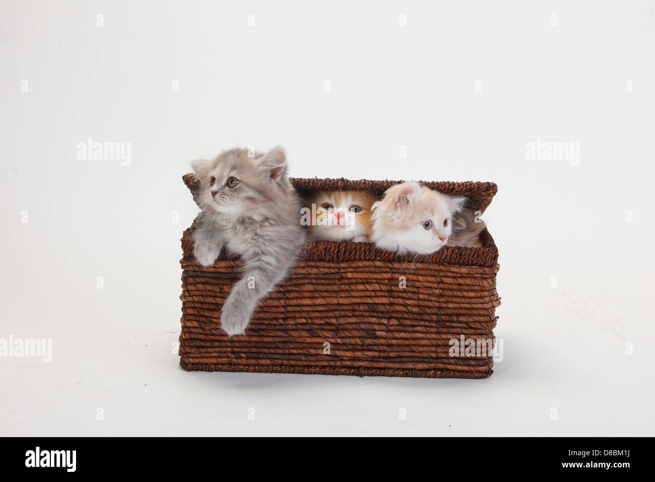 British Longhair Cats, kittens, 10 weeks / Highlander, Lowlander, Britanica, case Stock Photo