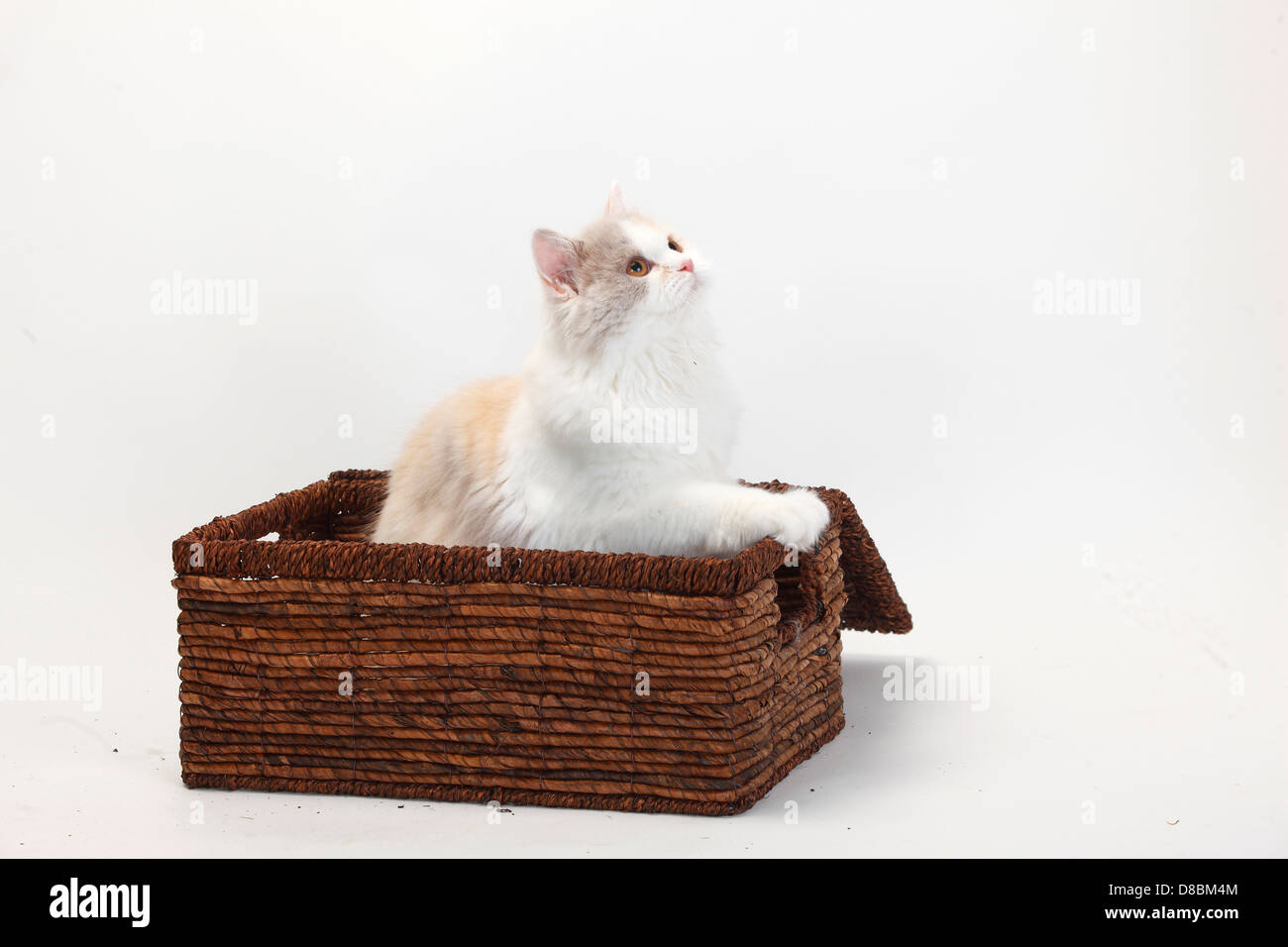 British Longhair Cat, kitten, lilac-tortie-white, 4 months / Highlander, Lowlander, Britanica, case Stock Photo