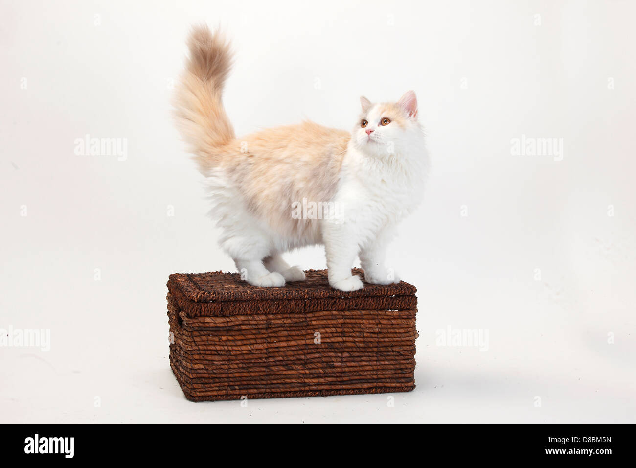 British Longhair Cat, kitten, lilac-tortie-white, 4 months / Highlander, Lowlander, Britanica, case Stock Photo