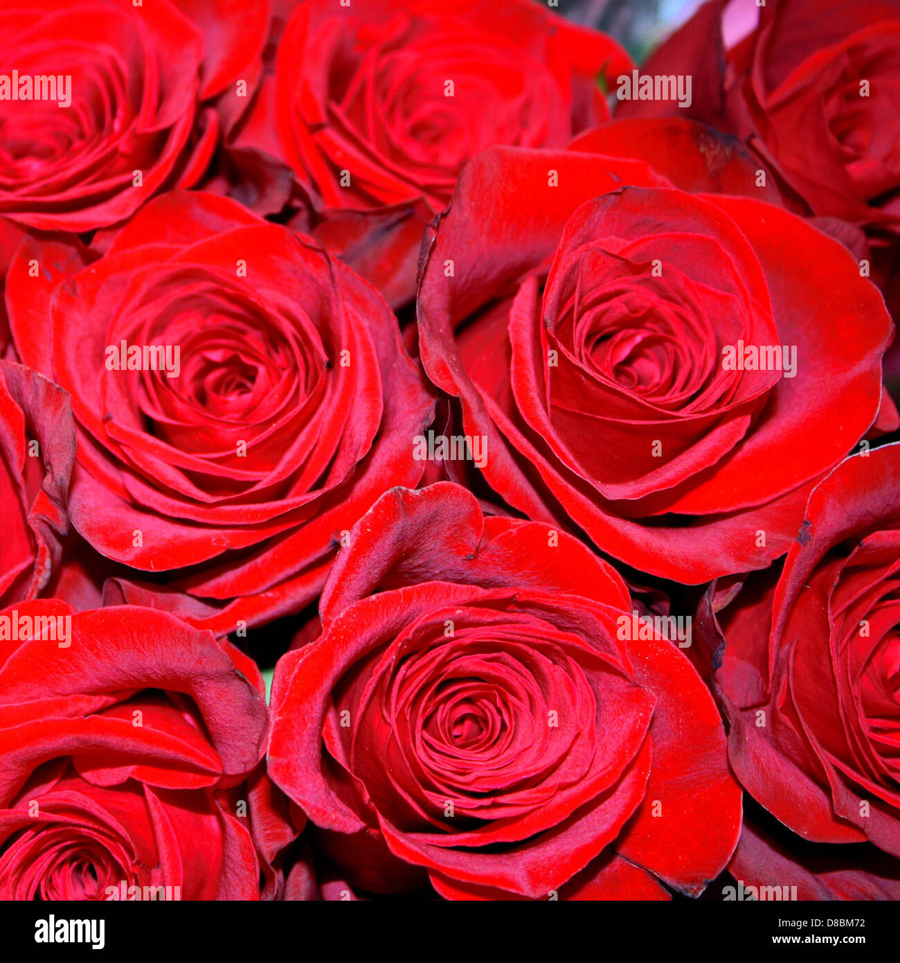 Stock roses hi-res stock photography and images - Alamy