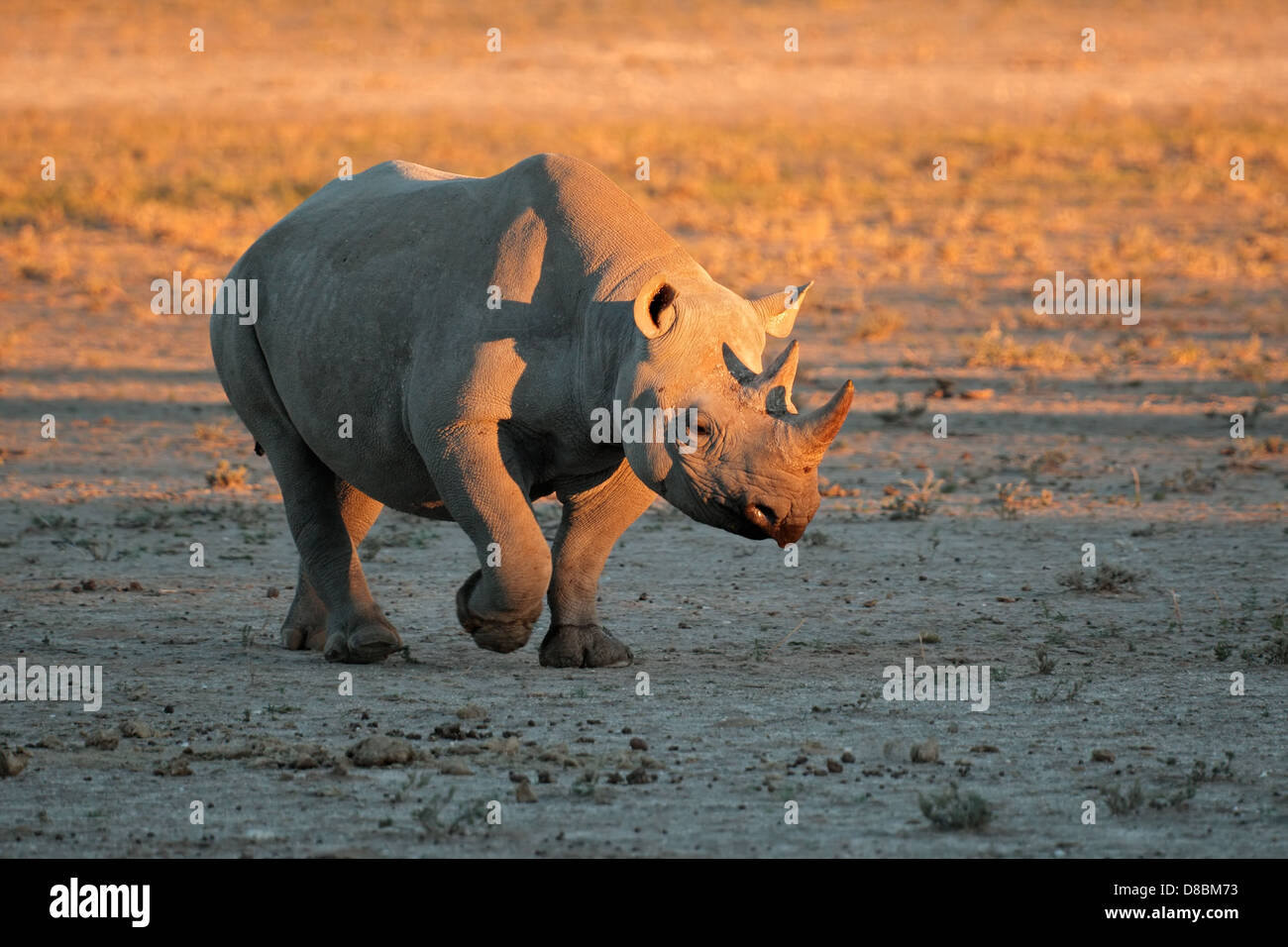 A black (hooked-lipped) rhinoceros (Diceros bicornis) in late afternoon light, South Africa Stock Photo