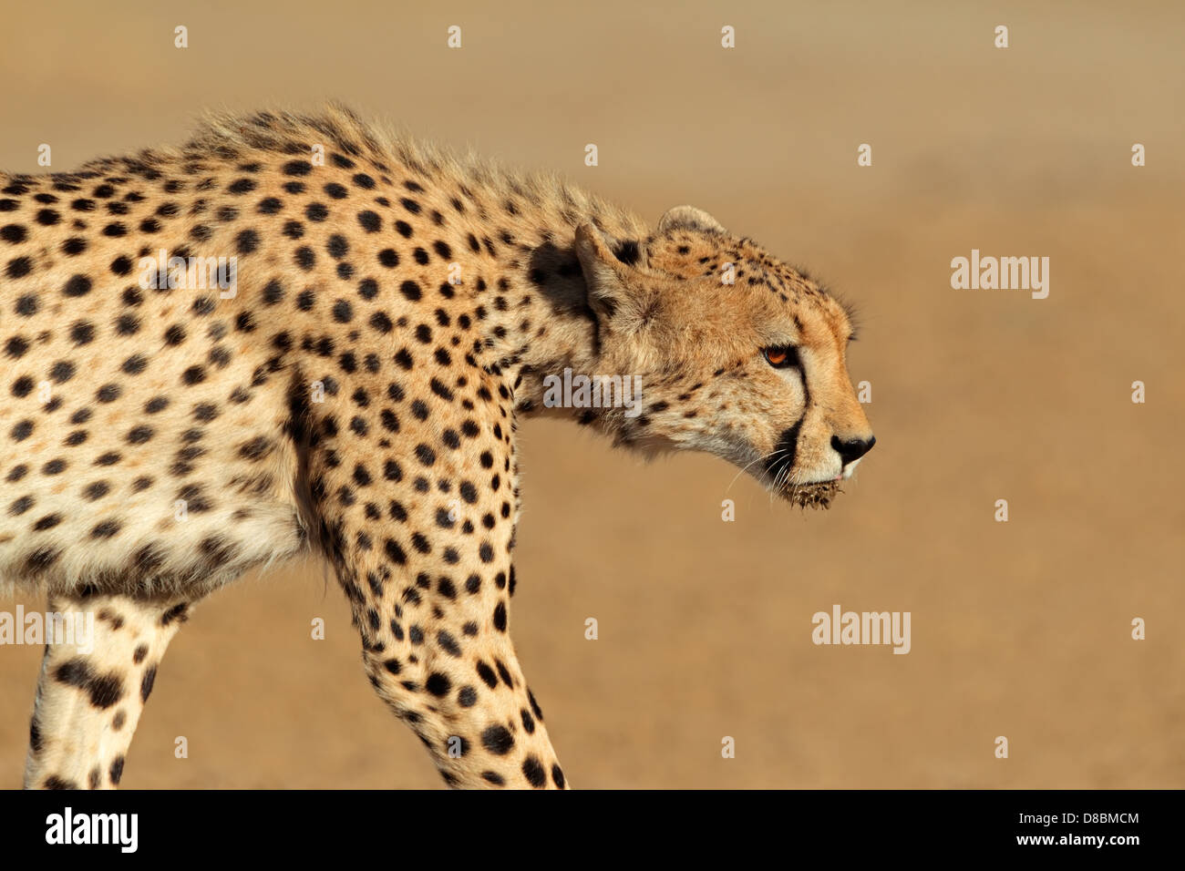 Stalking cheetah (Acinonyx jubatus), Kalahari desert, South Africa Stock Photo