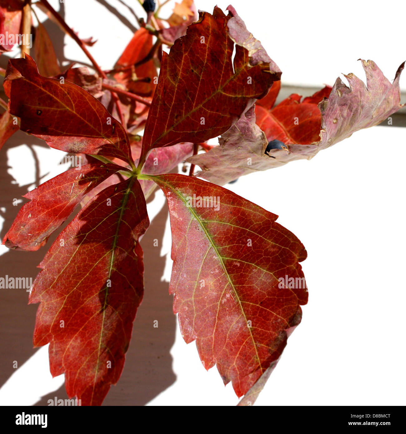 red virginia creeper leaf Stock Photo - Alamy