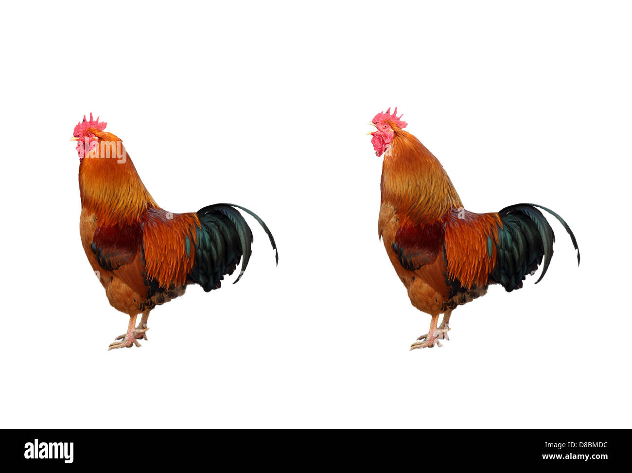 Two beautiful orange rooster isolated on white baskground Stock Photo